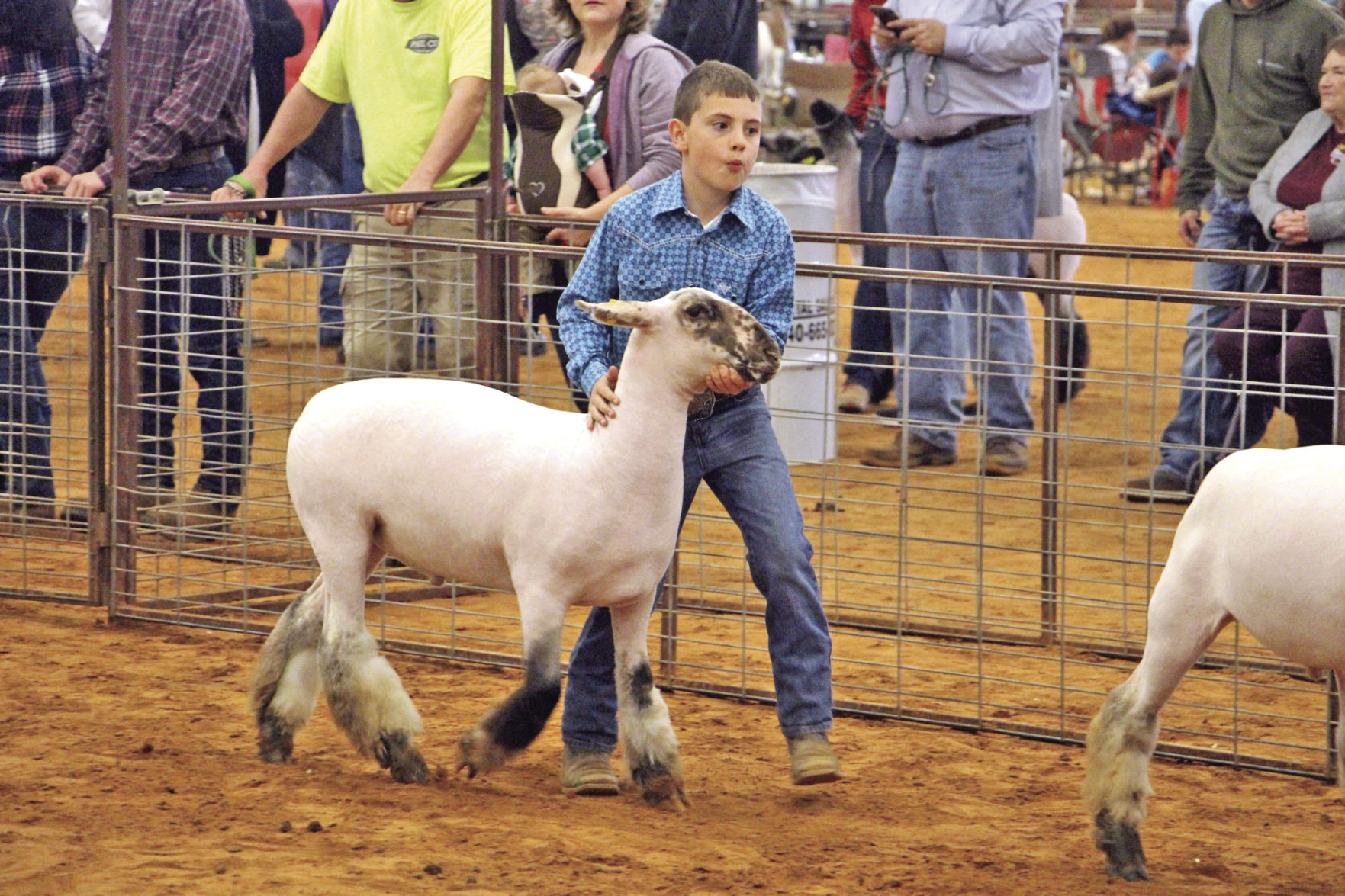 lamb.jpg